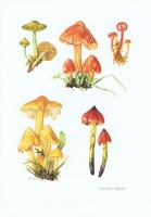 Гравюра Kronen-V Грибы. Гигроцибе. Офсетная литография. Германия, Гамбург, 1963 год