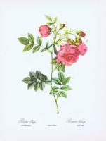 Гравюра Пьер-Жозеф Редуте Роза Репа. Офсетная литография. Англия, Лондон, 1963 год