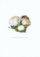 Гравюра Kronen-V Грибы. Порховка чернеющая. Офсетная литография. Германия, Гамбург, 1963 год
