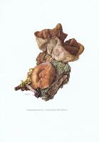 Гравюра Kronen-V Грибы. Дисцина щитовидная. Офсетная литография. Германия, Гамбург, 1963 год