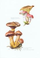 Гравюра Kronen-V Грибы. Мокруха пурпуровая, мокруха розовая. Офсетная литография. Германия, Гамбург, 1963 год