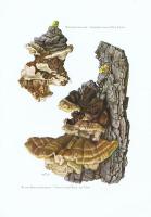 Гравюра Kronen-V Грибы. Корневая губка, трутовик Трога. Офсетная литография. Германия, Гамбург, 1963 год