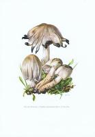 Гравюра Kronen-V Грибы. Навозник серый. Офсетная литография. Германия, Гамбург, 1963 год