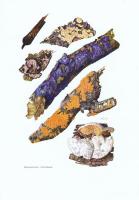 Гравюра Kronen-V Грибы. Семейство кортициевые. Офсетная литография. Германия, Гамбург, 1963 год