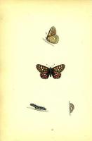 Бабочка Шашечница Матурна, или Ясеневая Шашечница, и ее куколка и гусеница. Хромолитография. Англия, Лондон, 1870 год