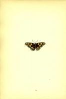 Бабочка Бархатница Хэмпстедская. Хромолитография. Англия, Лондон, 1870 год