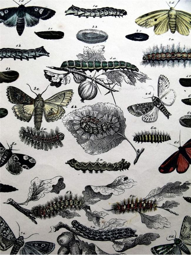 Бабочки в украшении дома - 31 идея декора с бабочками для интерьера своими руками