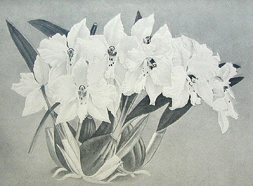 Культура орхидей. Руководство для любителей