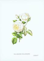Гравюра Генри Кёртис Чайная роза Мадам Виллермоз. Офсетная литография. Германия, Штутгарт, 1963 год