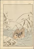 Утка (литография, начало ХХ века), Япония