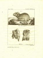 Северный заяц и его пасть. Резцовая гравюра, офорт. Франция, Париж, 1794 год