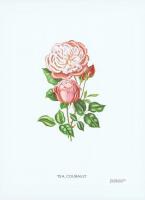 Гравюра Генри Кёртис Чайная роза Кобальт. Офсетная литография. Германия, Штутгарт, 1963 год