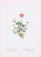 Гравюра Пьер-Жозеф Редуте Карликовая бенгальская роза. Офсетная литография. Англия, Лондон, 1956 год