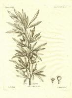 Растения. Груша иволистная. Резцовая гравюра, офорт. Франция, Париж, 1794 год