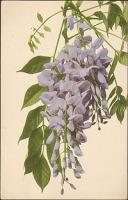 Белая акация. Открытка