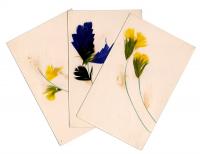 Поздравляю. Комплект из 3 открыток