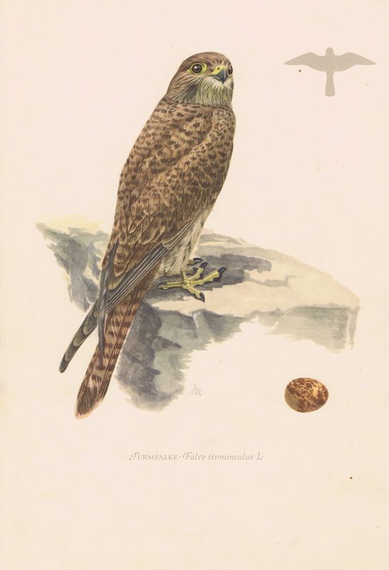 Обыкновенная пустельга (Falco tinnunculus tinnunculus)