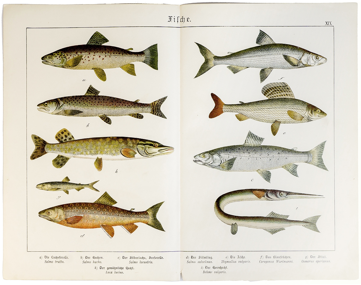 Северная рыба названия и фото
