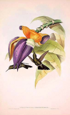 Aphantochroa cirrhochloris. Литография. 1854 год, Лондон