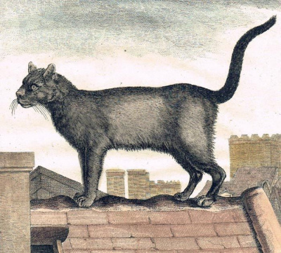 Дикий кот. Жак де Сев. Цветная гравюра на меди. Франция, 1760 год