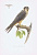 Гравюра Kronen-V Хищные птицы. Сокол чеглок. Офсетная литография. Германия, Гамбург, 1953 год, 20-001-146
