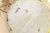 Ваза интерьерная "Две розы". Фарфор, деколь, роспись, золочение. Высота 21 см. Австрия, конец ХIХ века