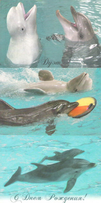 Утришский дельфинарий (набор из 7 открыток)