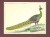 Японский павлин. Гравюра, вручную тонированная акварелью (конец XVIII века), Великобритания
