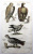 Орлы. Серия "Бестиарий Мериана". Маттеус Мериан. Гравюра на меди, акварель. Голландия, Амстердам, Historia Naturalis, 1657 год