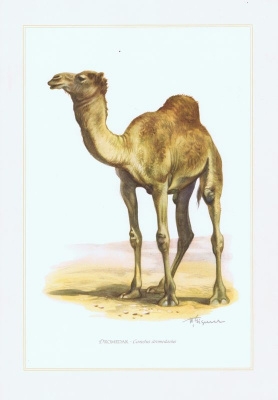 Гравюра Kronen-V Одногорбый верблюд, или дромедар. Офсетная литография. Германия, Гамбург, 1958 год