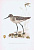 Гравюра Kronen-V Птицы. Большой улит. Офсетная литография. Германия, Гамбург, 1953 год, 20-001-228