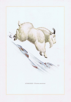 Гравюра Kronen-V Снежная коза. Офсетная литография. Германия, Гамбург, 1958 год