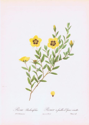 Роза барбарисолистная (лат. Rosa Berberifolia). Офсетная литография. Англия, Лондон, 1956 год