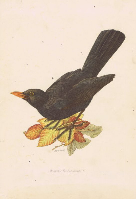 Птицы. Чёрный дрозд. Офсетная литография. Германия, Гамбург, 1953 год