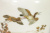 Ваза "Цапля и нырки". Фарфор, роспись, позолота, ручная работа. Япония, Kutani Кутани, около 1900 года
