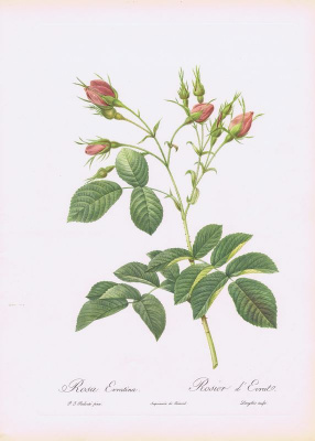 Розовая роза (лат. Rosa evratina). Офсетная литография. Англия, Лондон, 1954 год