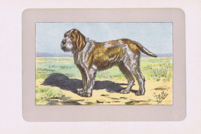 Охотничья собака. Спиноне. Офсетная литография. Франция, Париж, 1907 год
