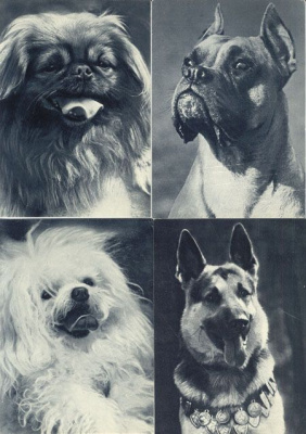 Собаки. Комплект из 13 открыток