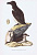 Гравюра Kronen-V Птицы. Гагарка. Офсетная литография. Германия, Гамбург, 1953 год, 20-001-210
