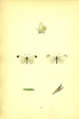 Бабочка Беляночка горошковая, или Горчичница, и ее гусеница и куколка. Хромолитография. Англия, Лондон, 1870 год