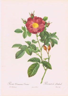 Гравюра Пьер-Жозеф Редуте Дамасская алая роза. Офсетная литография. Англия, Лондон, 1956 год
