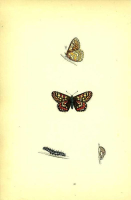 Бабочка Шашечница Матурна, или Ясеневая Шашечница, и ее куколка и гусеница. Хромолитография. Англия, Лондон, 1870 год