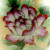 Ваза "Цветущий сад". Латунь, эмаль клуазоне, золочение, ручная работа. Высота 18 см. Китай, 1950-е гг.