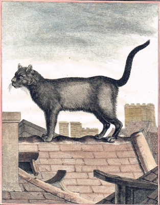 Дикий кот. Жак де Сев. Цветная гравюра на меди. Франция, 1760 год