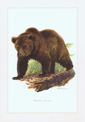 Бурый медведь. Офсетная литография. Германия, Гамбург, 1958 год