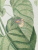 Ariftolochia pileiformis. Гравюра. Западная Европа, вторая половина XVIII века
