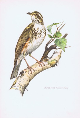 Гравюра Kronen-V Птицы. Белобровник. Офсетная литография. Германия, Гамбург, 1953 год, 20-001-098