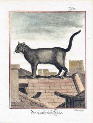 Дикий кот. Жак де Сев. Цветная гравюра на меди. Франция, 1760 год