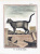 Дикий кот. Жак де Сев. Цветная гравюра на меди. Франция, 1760 год