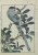 Птица на ветке с плодами. Гравюра (начало XX века), Япония